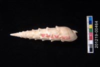 藏品(花牙筍螺)的圖片