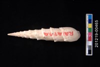 藏品(花牙筍螺)的圖片