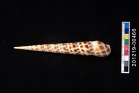 藏品(褐斑筍螺)的圖片