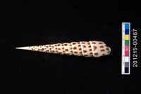 藏品(褐斑筍螺)的圖片