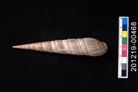 藏品(櫛筍螺)的圖片