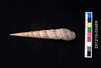 藏品(櫛筍螺)的圖片