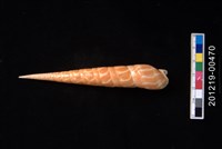 藏品(紅鑽螺)的圖片