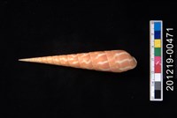 藏品(紅鑽螺)的圖片