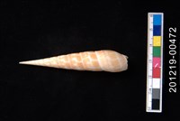 藏品(紅鑽螺)的圖片