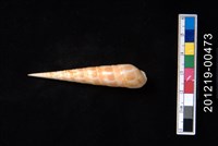 藏品(紅鑽螺)的圖片