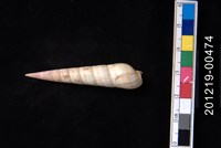 藏品(巴比倫筍螺)的圖片