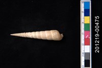 藏品(巴比倫筍螺)的圖片