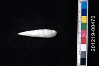 藏品(鍾氏筍螺)的圖片