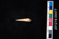 藏品(紅雲筍螺)的圖片