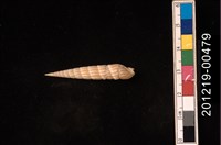 藏品(筍螺)的圖片