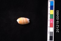 藏品(少女榧螺)的圖片