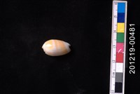 藏品(少女榧螺)的圖片