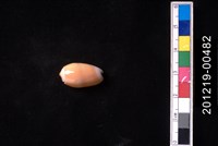 藏品(少女榧螺)的圖片