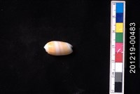 藏品(少女榧螺)的圖片