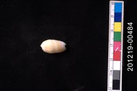 藏品(少女榧螺)的圖片