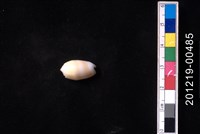 藏品(少女榧螺)的圖片