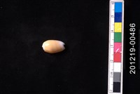 藏品(少女榧螺)的圖片