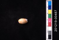 藏品(少女榧螺)的圖片