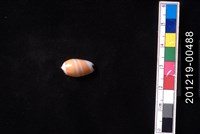 藏品(少女榧螺)的圖片