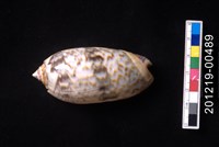 藏品(橙口榧螺)的圖片