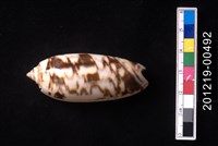 藏品(橙口榧螺)的圖片