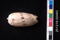 藏品(橙口榧螺)的圖片