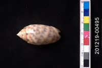 藏品(寶島榧螺)的圖片