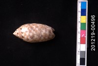 藏品(寶島榧螺)的圖片