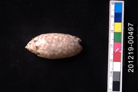 藏品(寶島榧螺)的圖片