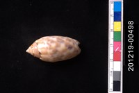 藏品(寶島榧螺)的圖片