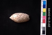 藏品(寶島榧螺)的圖片