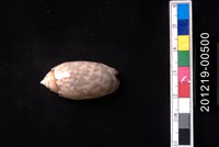 藏品(寶島榧螺)的圖片