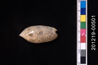 藏品(紫口榧螺)的圖片