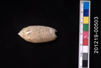 藏品(紫口榧螺)的圖片