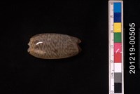 藏品(臺灣榧螺)的圖片