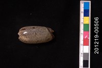 藏品(臺灣榧螺)的圖片