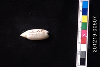 藏品(多彩榧螺)的圖片