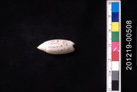 藏品(多彩榧螺)的圖片