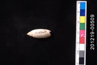 藏品(多彩榧螺)的圖片