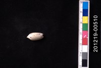 藏品(多彩榧螺)的圖片