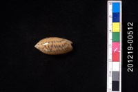 藏品(正榧螺)的圖片