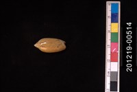 藏品(正榧螺)的圖片