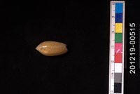 藏品(正榧螺)的圖片