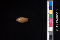 藏品(正榧螺)的圖片