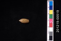 藏品(正榧螺)的圖片