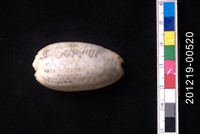 藏品(金唇榧螺)的圖片