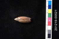 藏品(巴拿馬假榧螺)的圖片