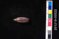 藏品(巴拿馬假榧螺)的圖片