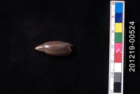 藏品(巴拿馬假榧螺)的圖片